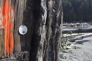 Silver tags are attached to log and stumps throughout the Elwha River so scientists can track their movements as the river changes during restoration.