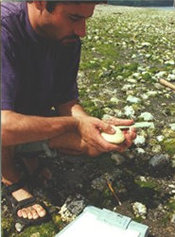 Tribal shellfish biologist surveying
