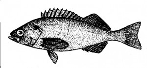 groundfish2