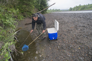 Coho fry are rescued from pools that had become disconnected from the Hoh River.